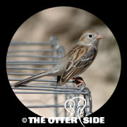 Field Sparrow