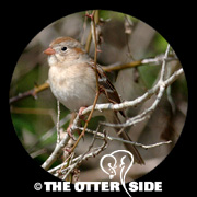 Field Sparrow