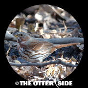 Fox Sparrow - Red