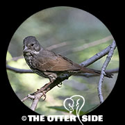 Fox Sparrow - Thick-billed