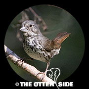 Fox Sparrow - Thick-billed
