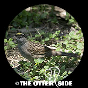 Golden-crowned Sparrow