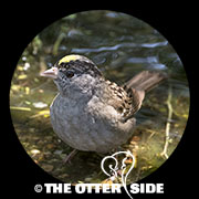 Golden-crowned Sparrow