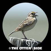 Grasshopper Sparrow - Western