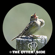 Grasshopper Sparrow - Western