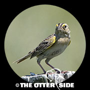 Grasshopper Sparrow - Western