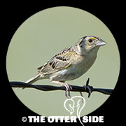 Grasshopper Sparrow - Western