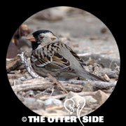 Harris's Sparrow