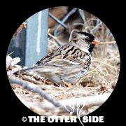Harris's Sparrow