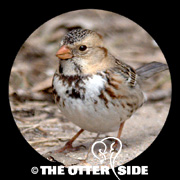 Harris's Sparrow