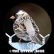 Harris's Sparrow