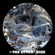 Harris's Sparrow