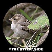 House Sparrow
