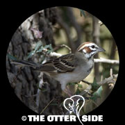Lark Sparrow