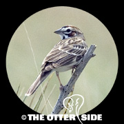 Lark Sparrow