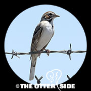 Lark Sparrow