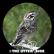 Lark Sparrow