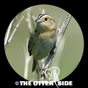 LeConte's Sparrow