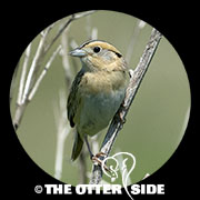 LeConte's Sparrow