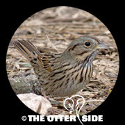 Lincoln's Sparrow