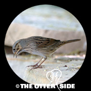 Lincoln's Sparrow