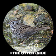 Lincoln's Sparrow