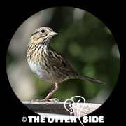 Lincoln's Sparrow