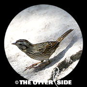 Lincoln's Sparrow