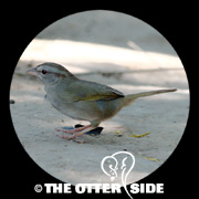Olive Sparrow