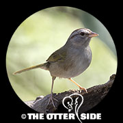 Olive Sparrow