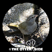 Olive Sparrow