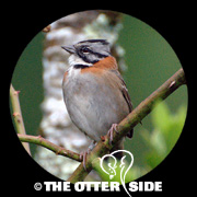 Rufous-collared Sparrow