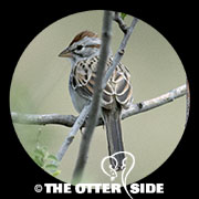 Rufous-winged Sparrow