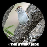 Rufous-winged Sparrow