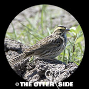 Savannah Sparrow