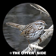 Song Sparrow - Eastern