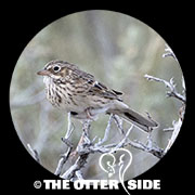 Vesper Sparrow
