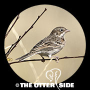 Vesper Sparrow