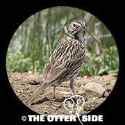 Vesper Sparrow