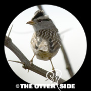 White-crowned Sparrow - Western