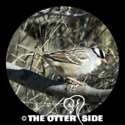 White-crowned Sparrow - Eastern