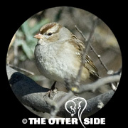 White-crowned Sparrow - Eastern