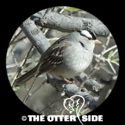 White-crowned Sparrow - Eastern