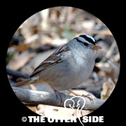 White-crowned Sparrow - Western