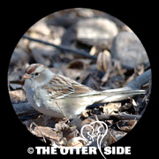 White-crowned Sparrow - Western