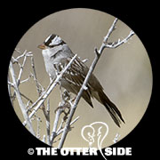 White-crowned Sparrow - Rockies