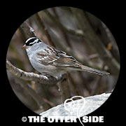 White-crowned Sparrow - Rockies