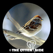 American Tree Sparrow