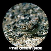 American Tree Sparrow