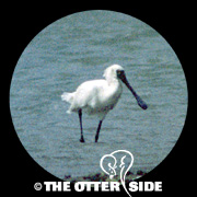 Black-faced Spoonbill